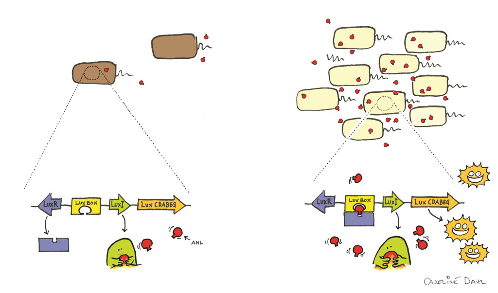 Detecção de quorum bacteriano