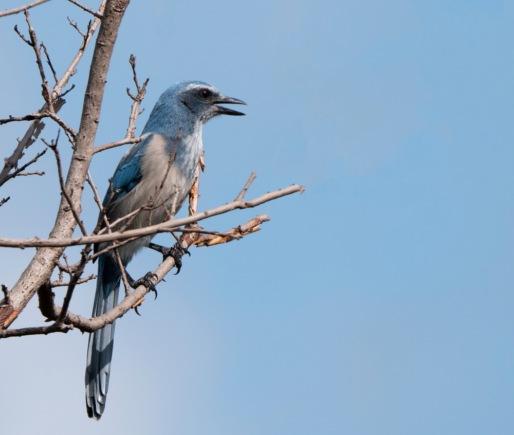 Florida scrub jay (Aphelocoma coerulescens) singing in a tree(Agami Photo Agency)s