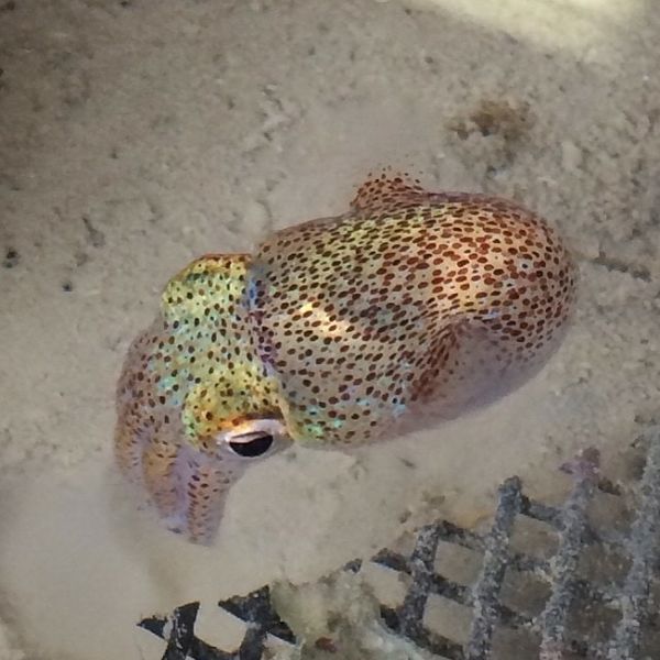 Hawaiian Bobtail Squid