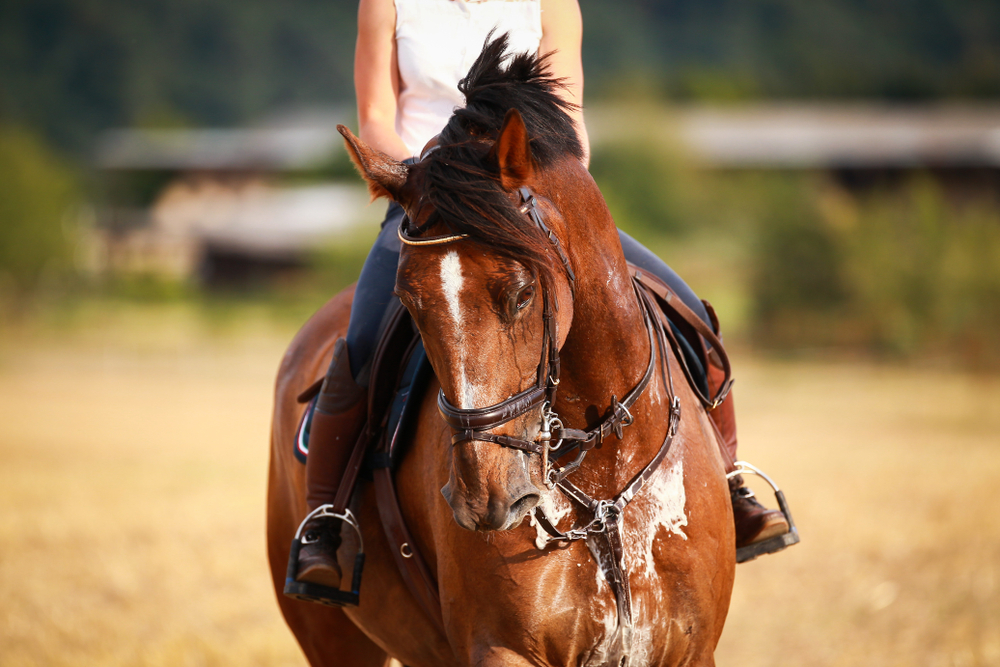 Horse with rider in close-up. Head portraits from the front, foamy, sweaty with front harness(Rolf Dannenberg)s