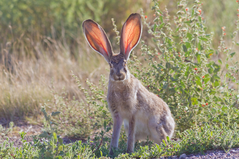 Jackrabbit(sumikophoto)S