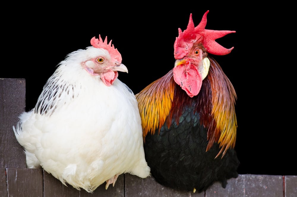 Rooster and hen couple sitting close together on black background(Roblan)s