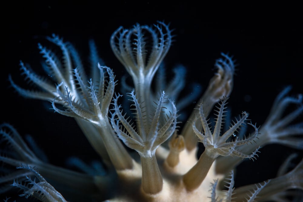 Pólipos de coral moles aguardam que o plâncton fique ao seu alcance em um recife de coral caribenho (Ethan Daniels) S