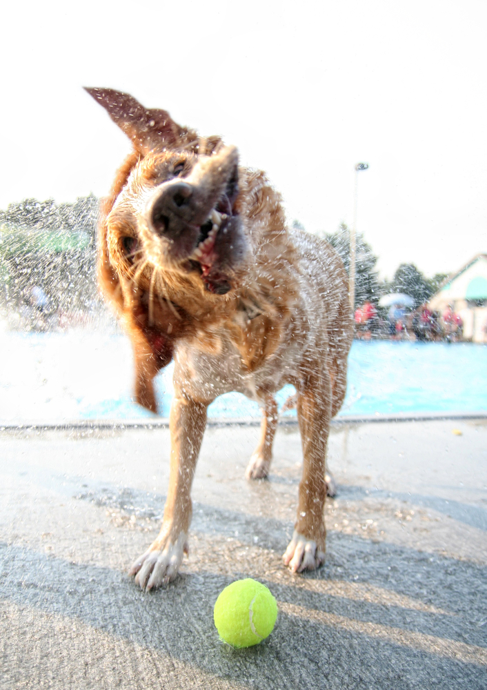 um cachorro molhado sacudindo a água (Annette Shaff) S