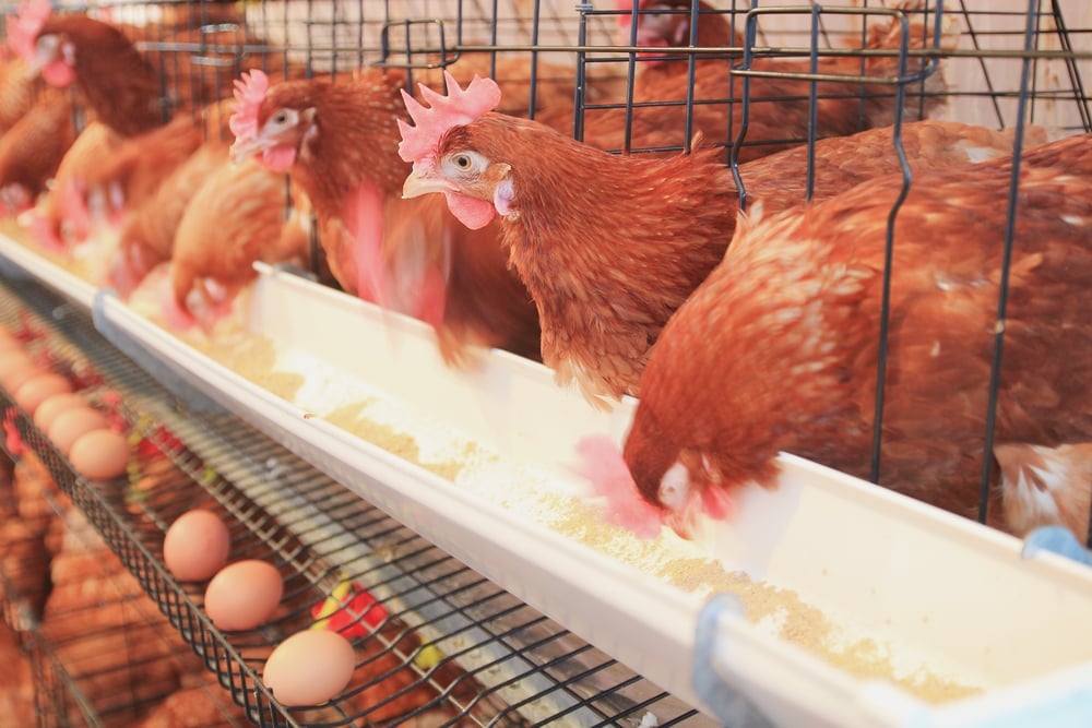 chicken hens eggs in farm(BG-Studio)S