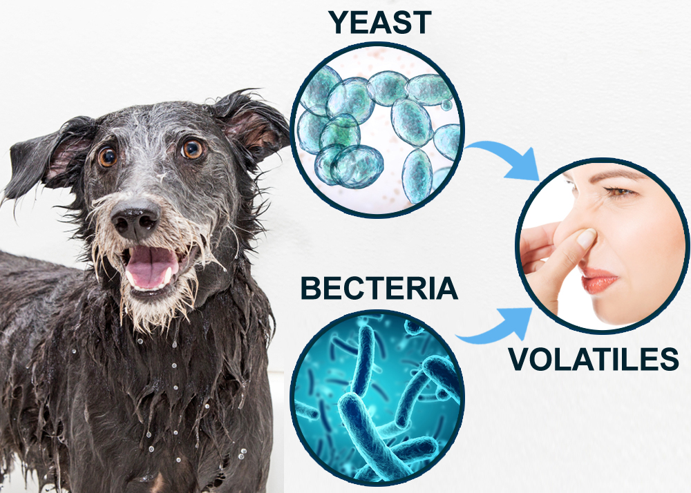 dog wet stink yeast, bacteria