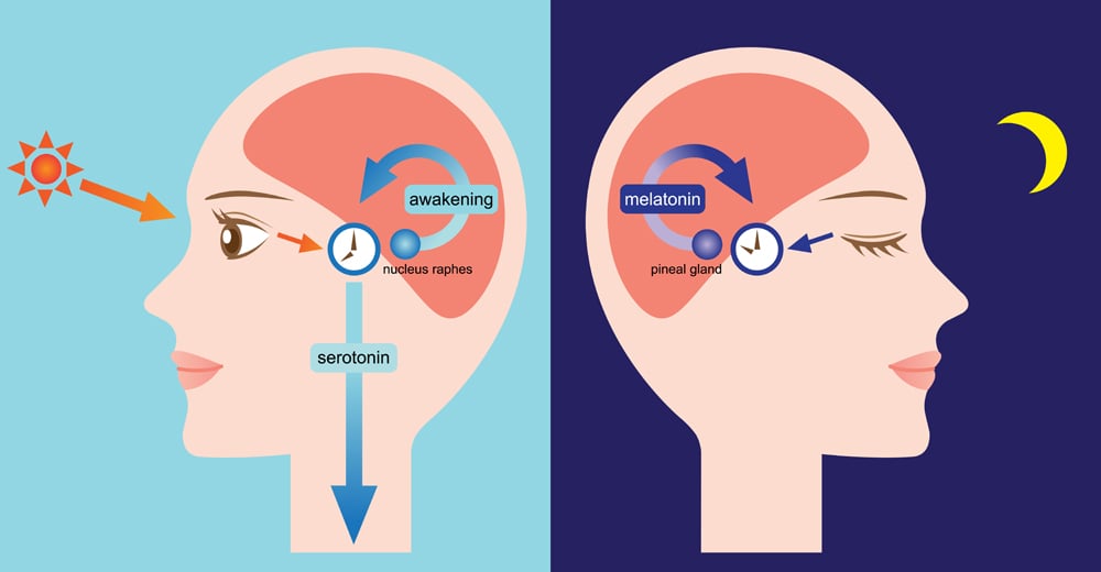 a exposição à luz solar aumenta a serotonina.  a glândula pineal inicia a síntese da melatonina a partir da serotonina no diagrama noturno do ritmo circadiano (yomogi1) s