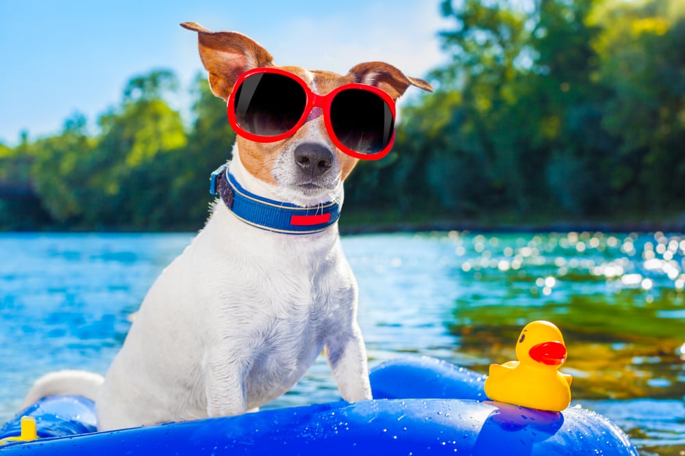 cachorro jack russell sentado em um colchão inflável na água à beira-mar (Javier Brosch) S