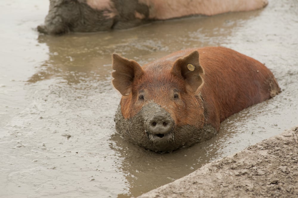 Do Animals Sweat? » ScienceABC
