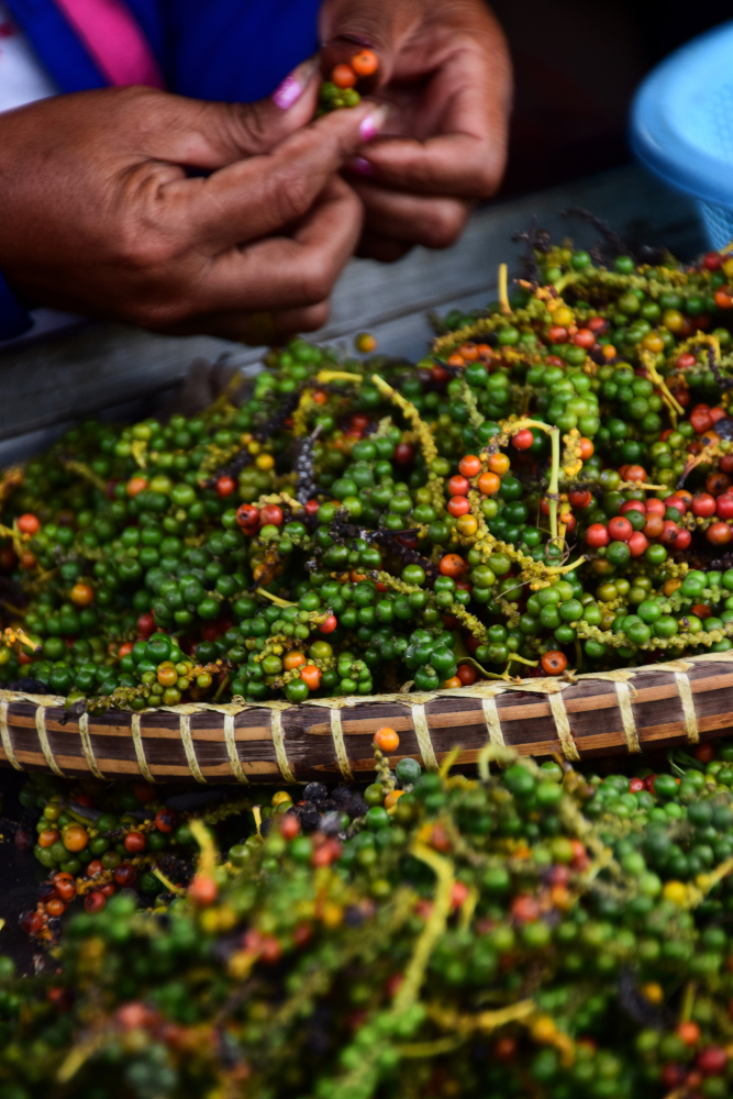 Mulheres asiáticas separando diferentes tipos de pimenta em uma cesta de madeira tradicional (Gethin) s