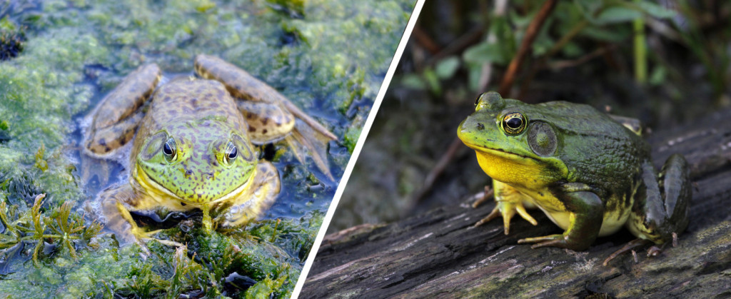 Can you imagine how hard it must be for frogs to isolate themselves in water