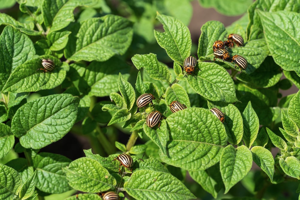 Colorado potato beetle eats potato leaves(Aleksandr Rybalko)s