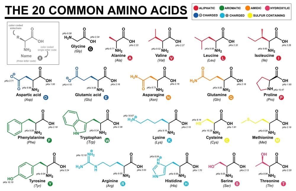 Educational chart with all the common amino acids represented with color coded side chains(Cristian Victor Rete)s