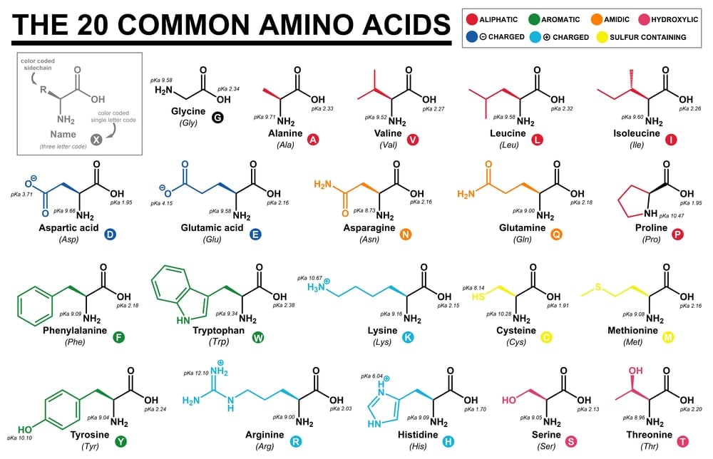 Educational chart with all the common amino acids represented with color coded side chains(Cristian Victor Rete)s