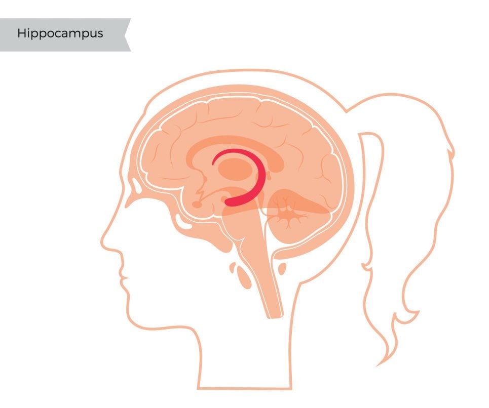 Hippocampus in woman head(Pikovit)s