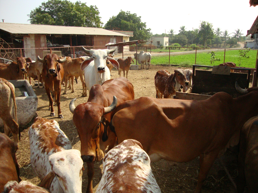 Indian Gir Cow(Anuja Mukhopadhyay)s