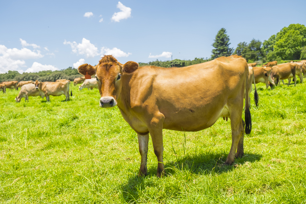 Individual Jersey cow(Cameron Watson)s