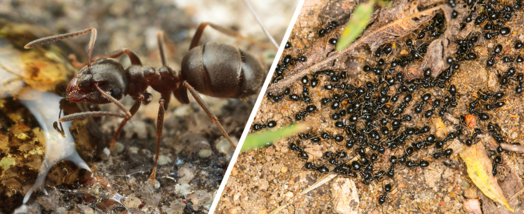 Learn to practice social distance like the ants