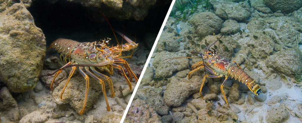 The Caribbean Spiny Lobster evita abrigar-se com outras pessoas usando pistas químicas