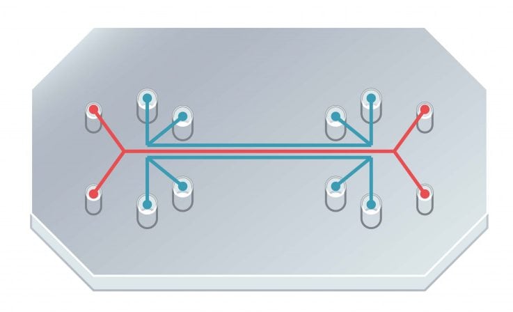 human tissue chip(XOHDY)s