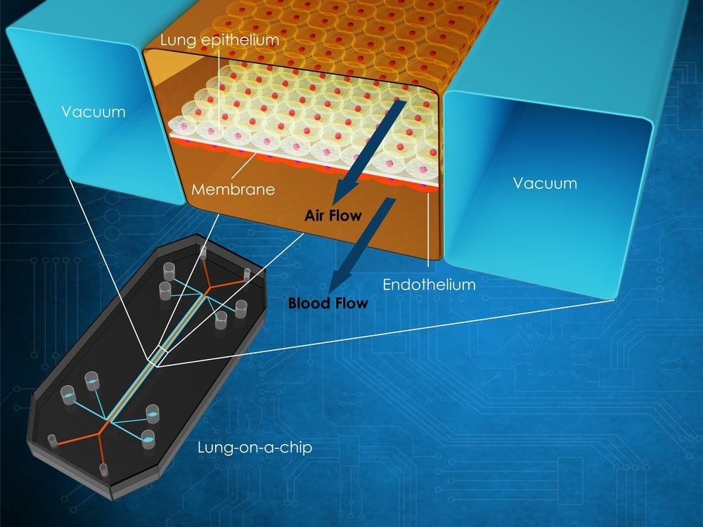 3d illustration that shows a cross section of the chambers of a lung-on-a-chip(Meletios Verras)s