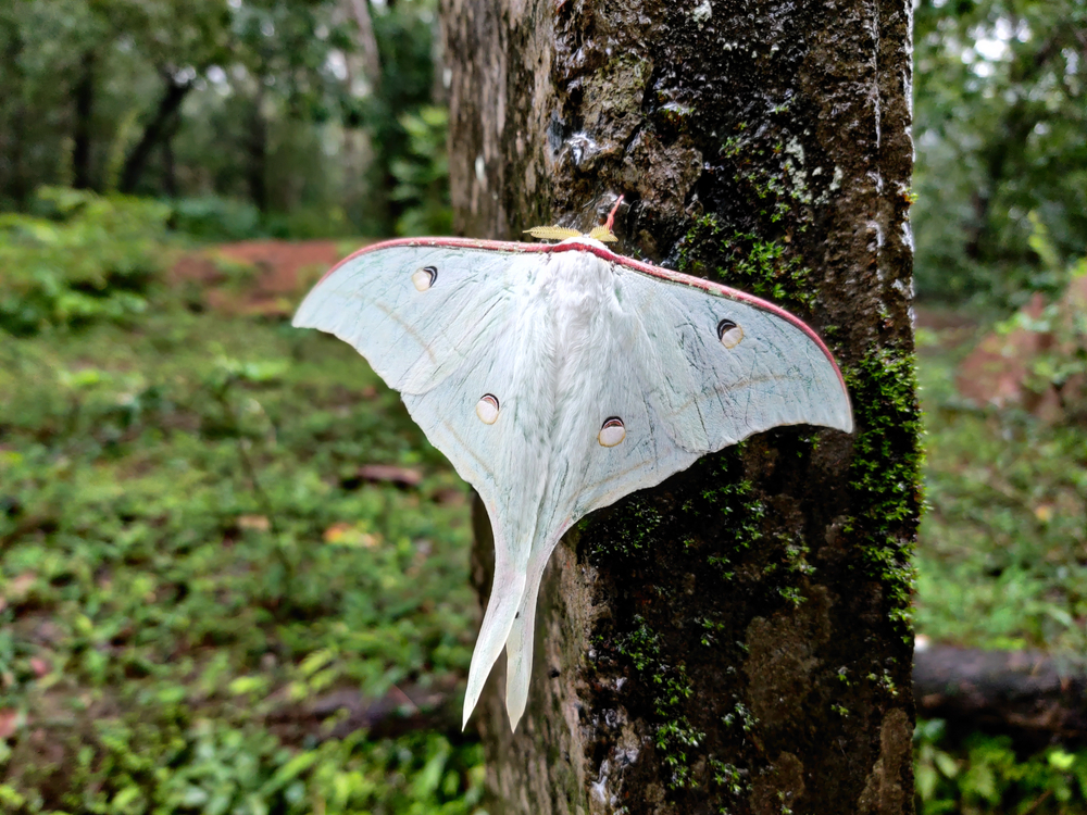 Actias Selene or the Indian Moon moth(Rajendra Bhat)s