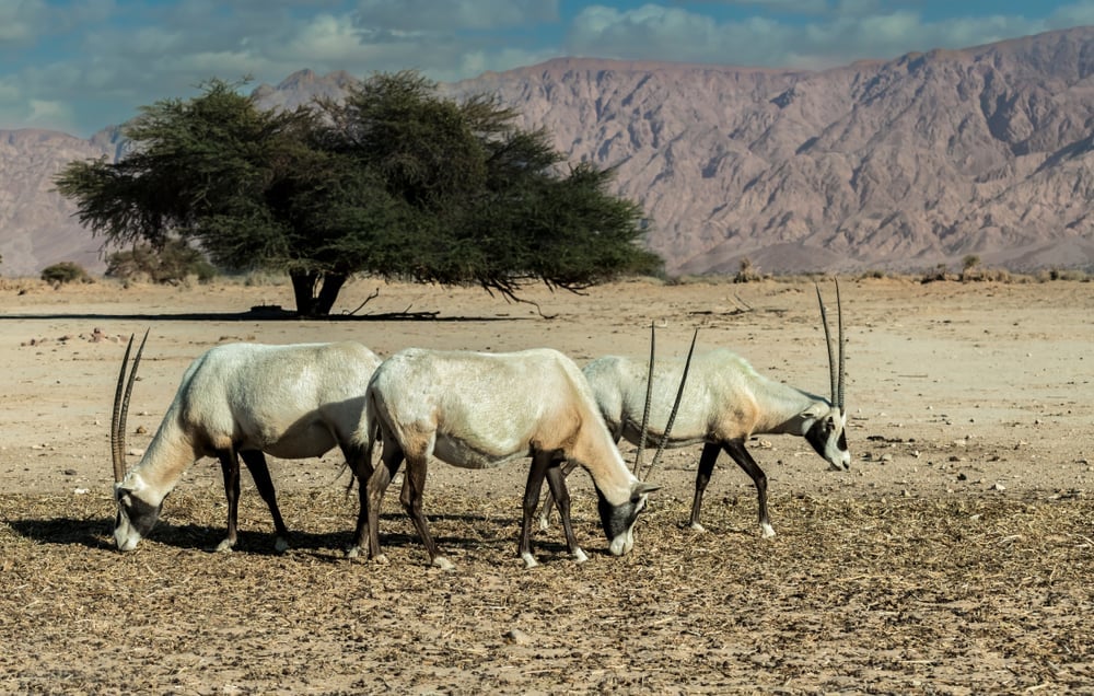 Órix branco-árabe do antílope (Oryx dammah) habita ambientes nativos do deserto do Saara (Sergei25) s