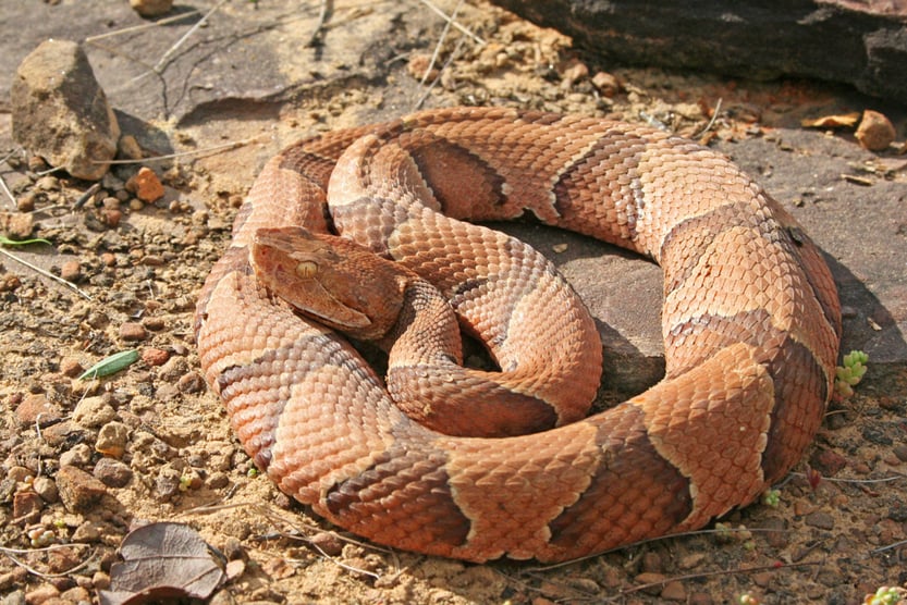 Cobra-cabeça-de-cobre (Agkistrodon contortrix) (coisas rastejantes) S