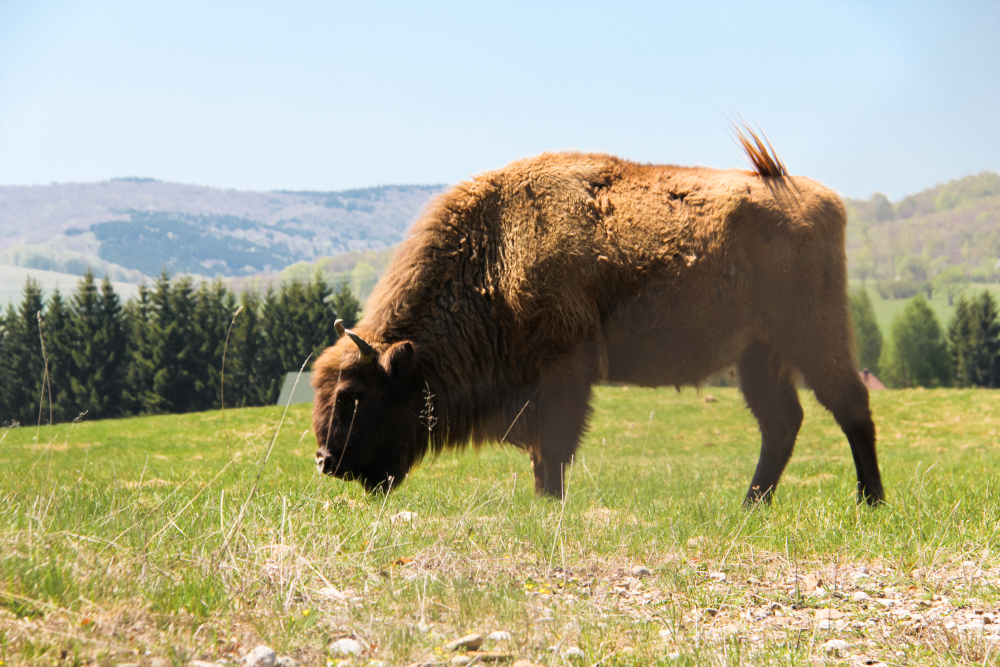 Bisonte europeu (sábio) na natureza (MEDIAIMAG) s