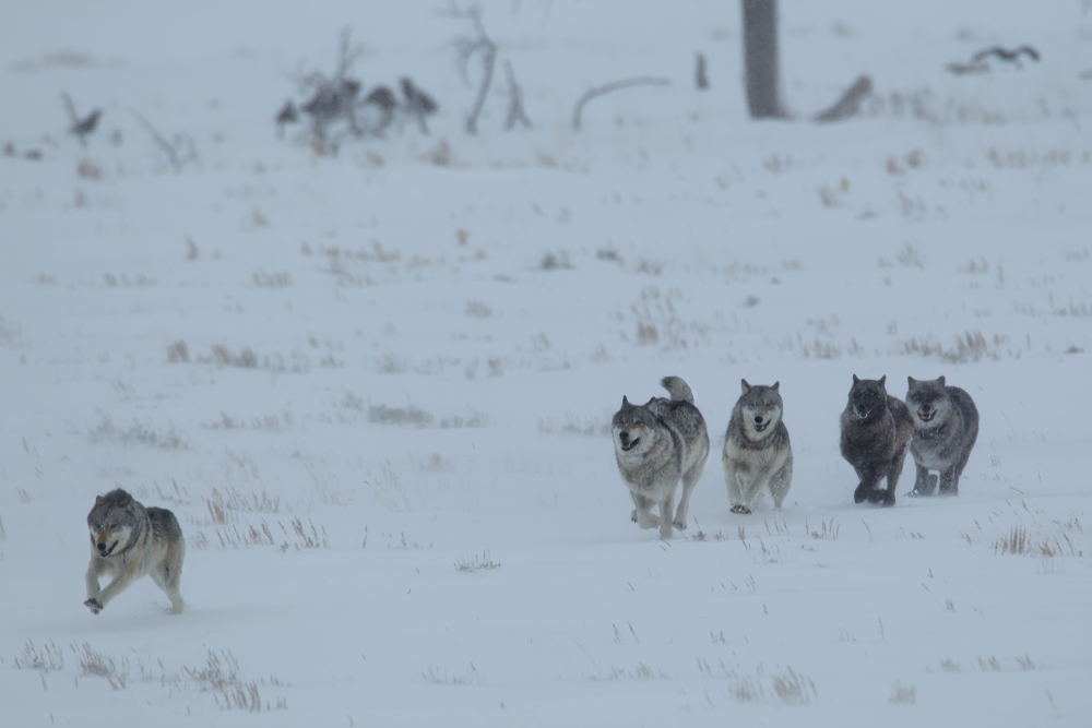 Gray Wolf in Yellowstone National Park Agnieszka Bacal(Agnieszka Bacal)s