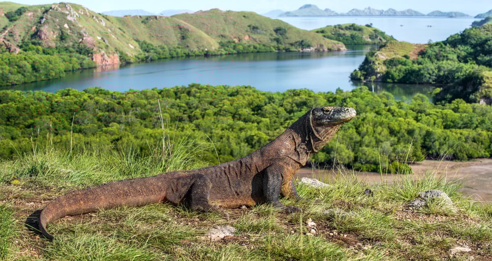 Parthenogenesis: Can Animals Produce Offspring Without Mating?