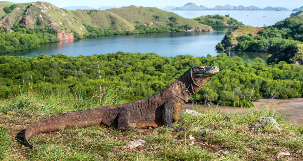 Dragão de Komodo em habitat natural.  Nome científico Varanus komodoensis (Sergey Uryadnikov) S