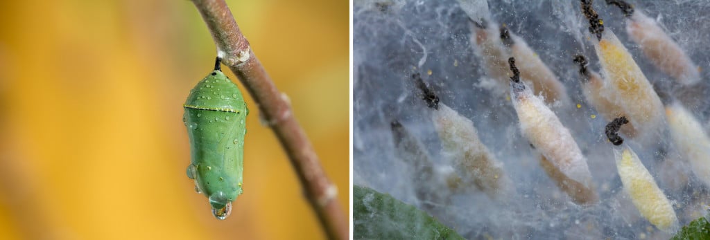 (L) Butterfly pupa and (R) Moth pupa