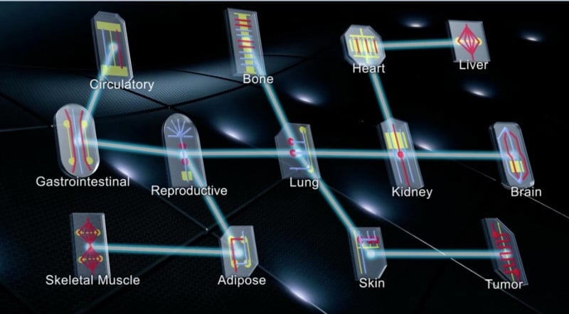 Multiple-organs-on-chips