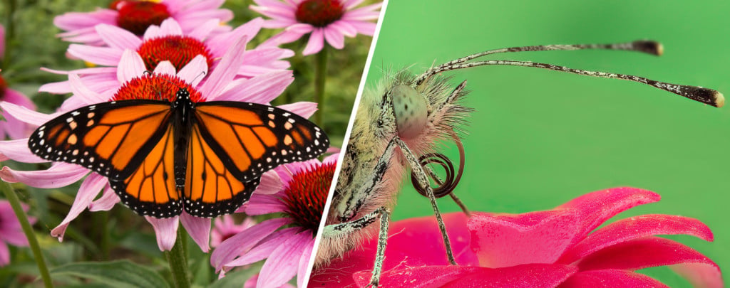 Pollination, the biggest and most crucial role played by moths and butterflies.