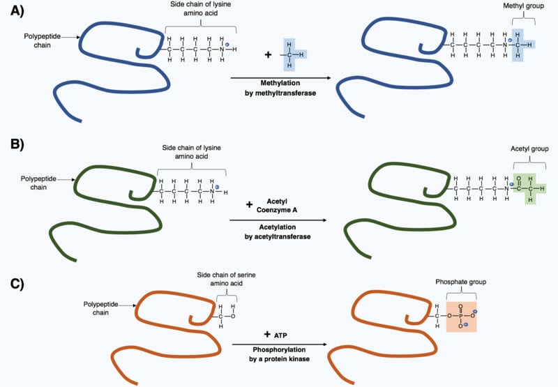 Post-translational modification through the addition of small chemical groups