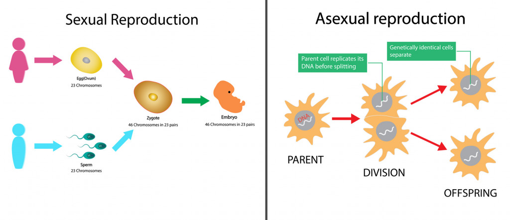 Processo de reprodução sexuada e assexuada