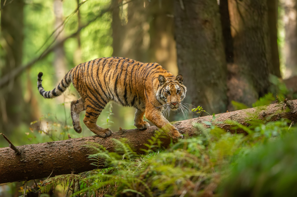 Tigre siberiano caminhando sobre uma árvore caída em taigar (Stanislav Duben) s