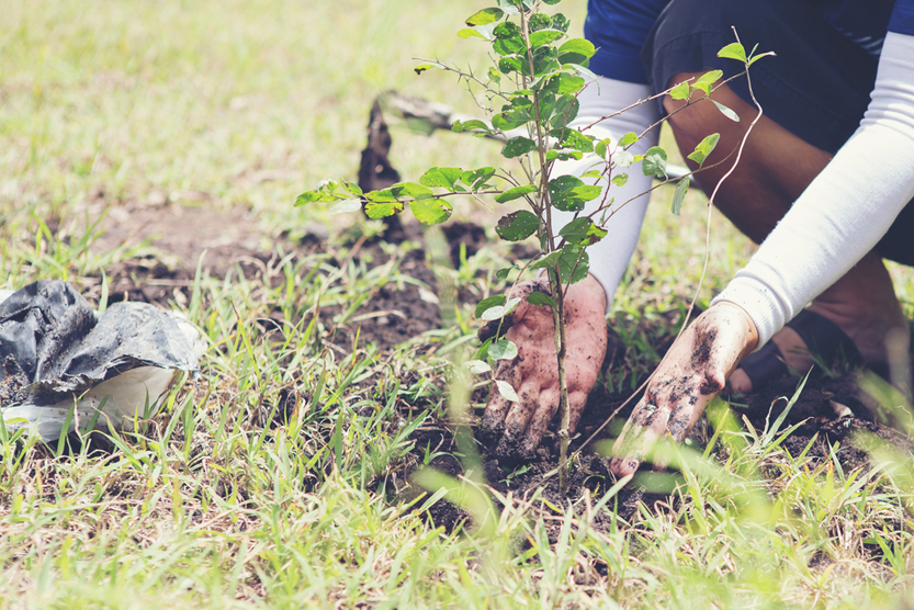 Voluntários para plantar árvores (boonchoke) s