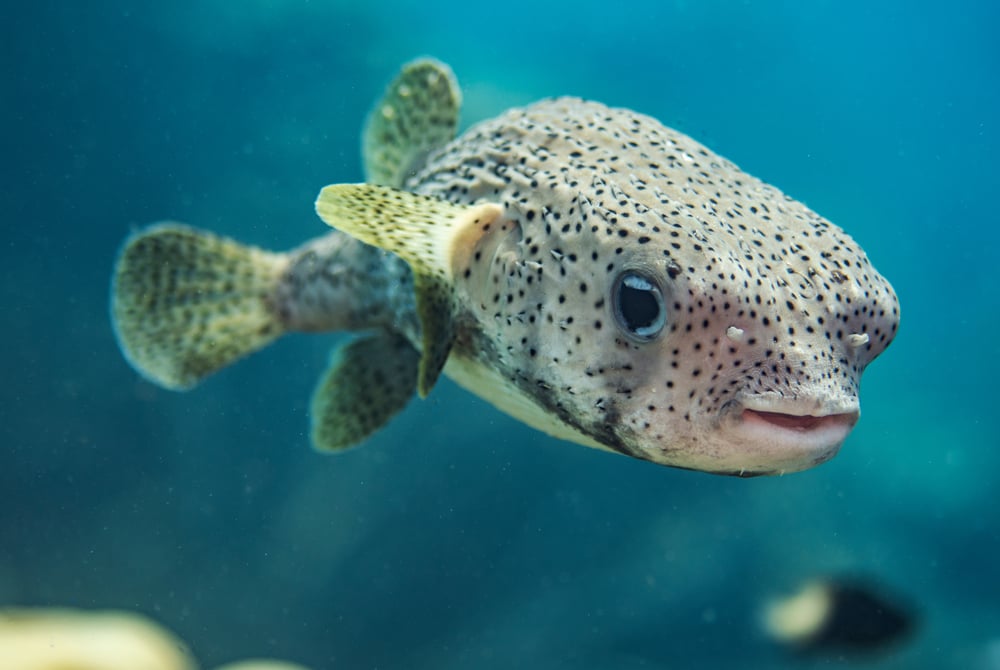 A Porcupine Pufferfish in the open water in Bonaire(J.T. Lewis)s