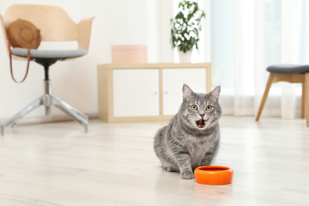 Adorable cat near bowl of food indoors. Pet care(New Africa)S