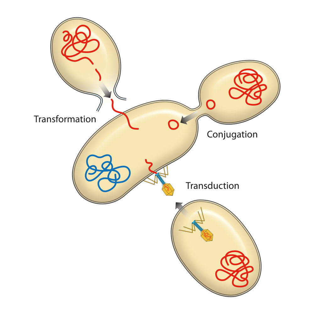 Bacteria recombination(Aldona Griskeviciene)S