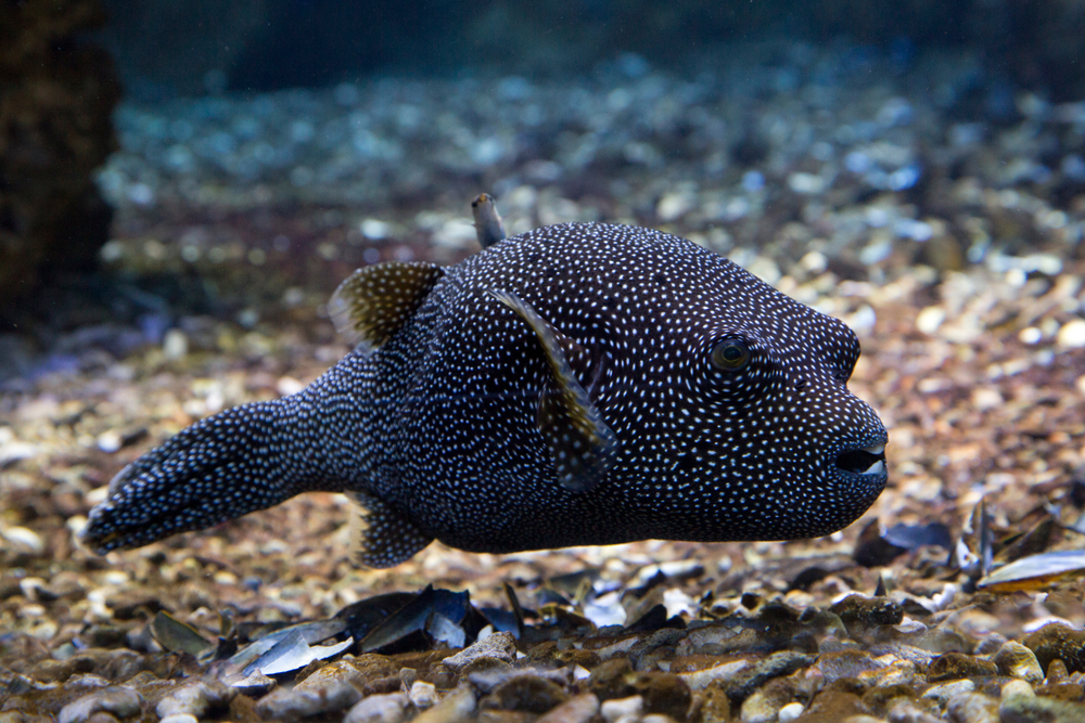 Guineafowl pufferfish(Podolnaya Elena)s