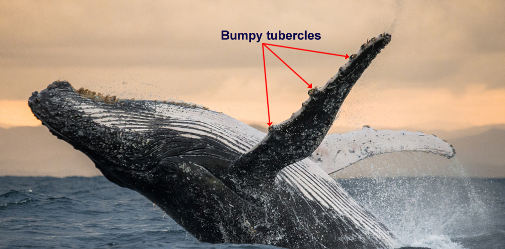 A baleia jubarte pula da água (GUDKOV ANDREY) S