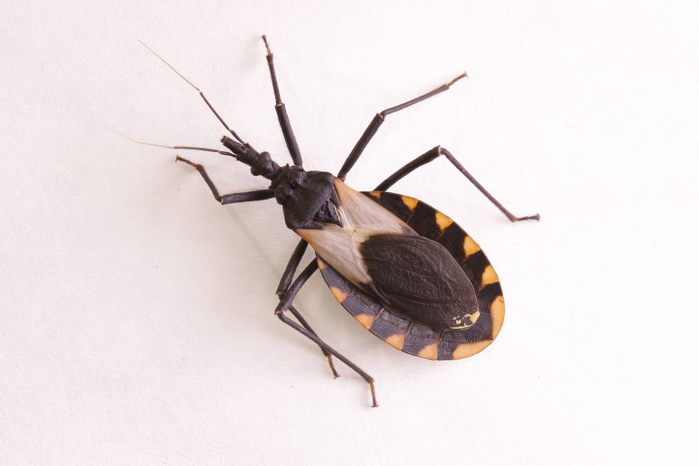 Kissing bug chagas disease vector triatomine(schlyx)s