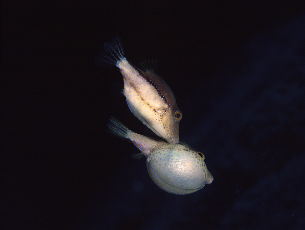 Pair of Sharpnose pufferfish fighting(valda butterworth)s