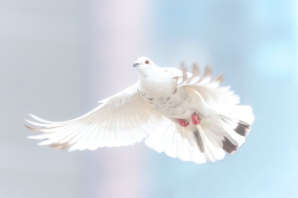 Pigeon, White dove