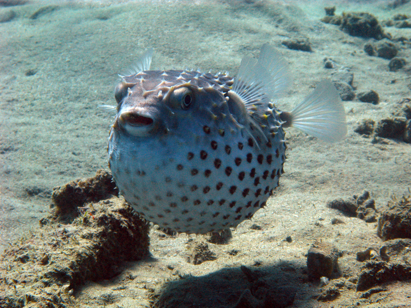 Pufferfish(Jan Finsterbusch)s