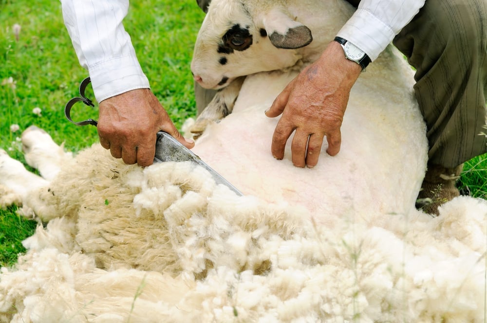 Tosquia de ovelhas (Dalibor Sevaljevic) s
