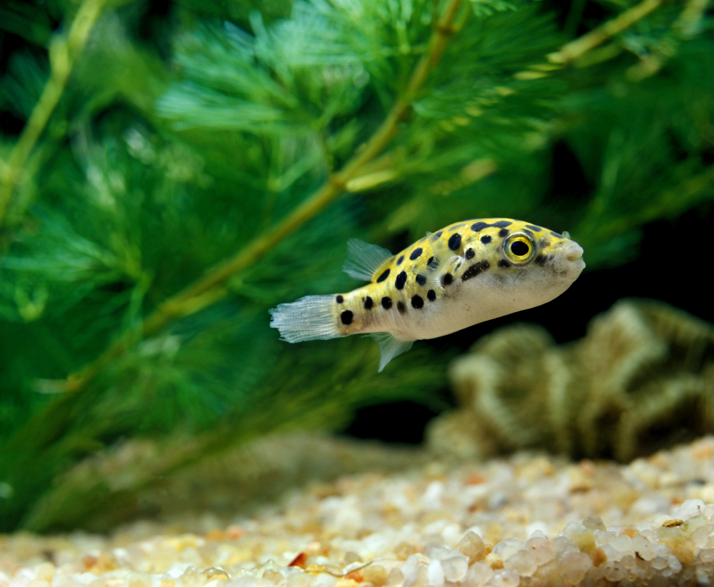 Spotted Green Puffer Fish, tetraodon fluviatilis(slowmotiongli)s
